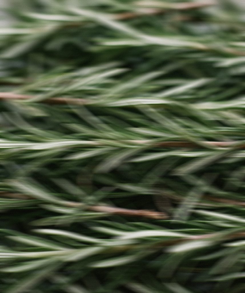 Rosemary