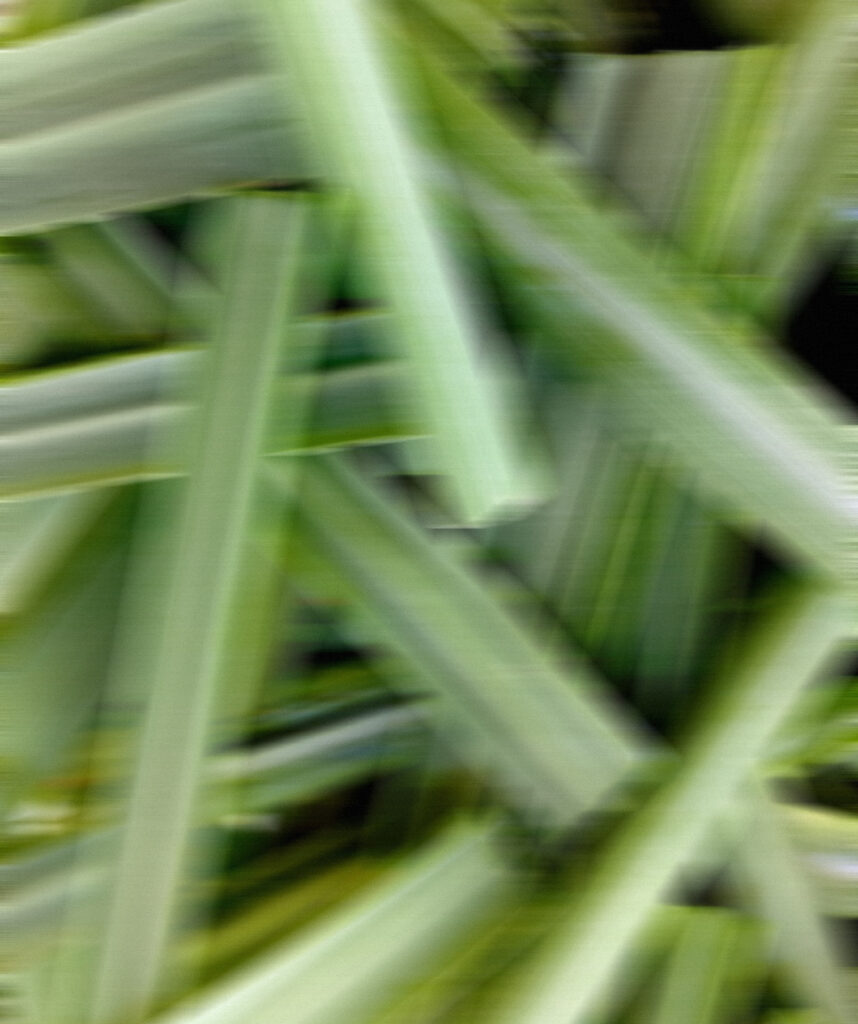 Lemongrass