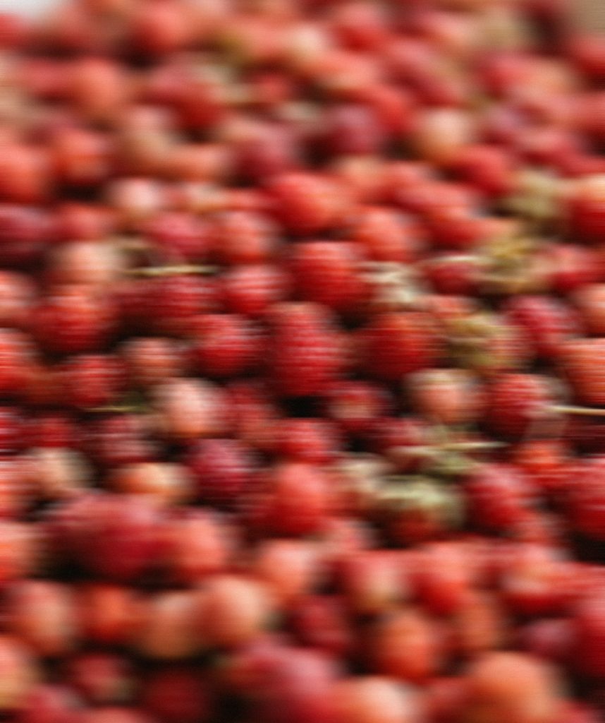 Wild Strawberry
